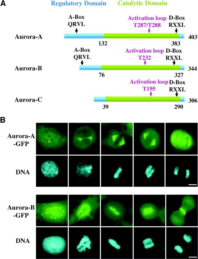 Aurora kinase Roles of Aurora Kinases in Mitosis and Tumorigenesis Molecular