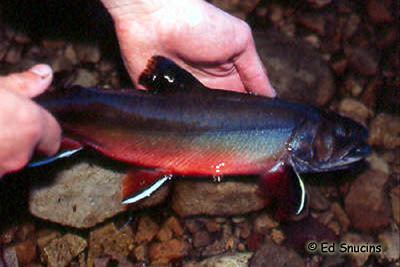 Aurora trout Species Profile Aurora Trout Species at Risk Public Registry