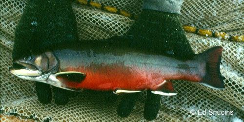Aurora trout Ontario Freshwater Fishes Life History Database Species Detail