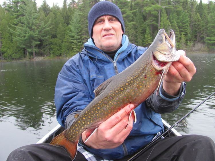 Aurora trout Aurora trout The Outdoors Guy