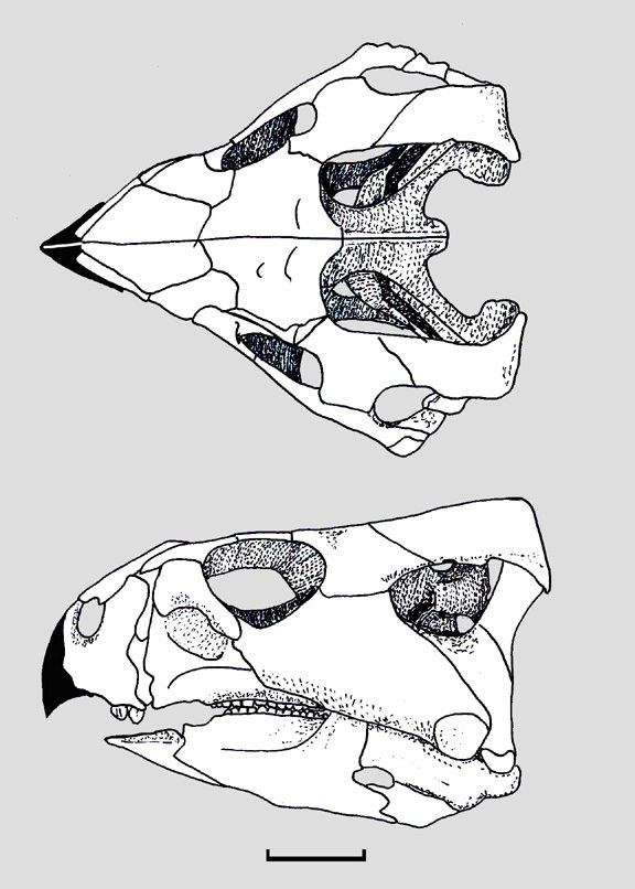 Auroraceratops Untitled Document