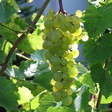 Aurore (grape) httpsuploadwikimediaorgwikipediacommonsthu