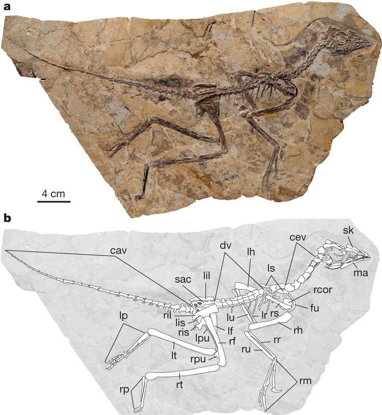 Aurornis Aurornis xui YFGPT5198 A Jurassic avialan dinosaur from China