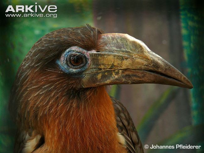 Austen's brown hornbill Austen39s brown hornbill videos photos and facts Anorrhinus