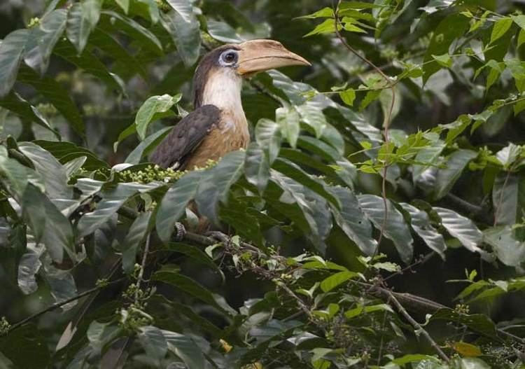 Austen's brown hornbill Austen39s BrownHornbill Anorrhinus austeni photo Albert