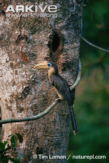 Austen's brown hornbill Austen39s brown hornbill photo Anorrhinus austeni G105906 ARKive