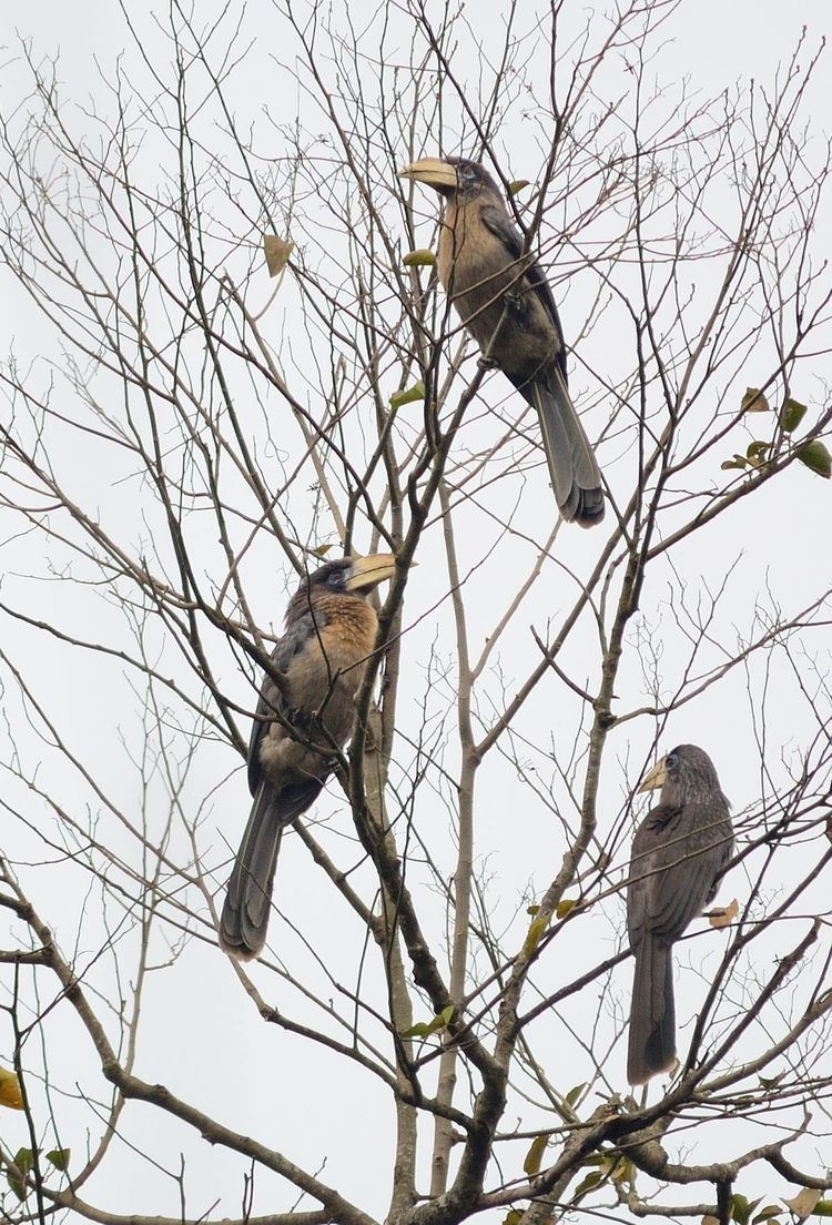 Austen's brown hornbill Austen39s brown hornbill Wikipedia