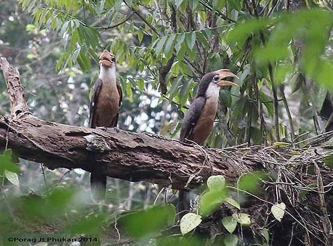 Austen's brown hornbill Oriental Bird Club Image Database Austen39s Brown Hornbill