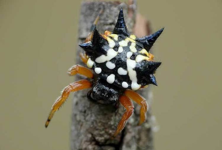 Austracantha Austracantha minax Thorell 1859 Australian Jewel Spider