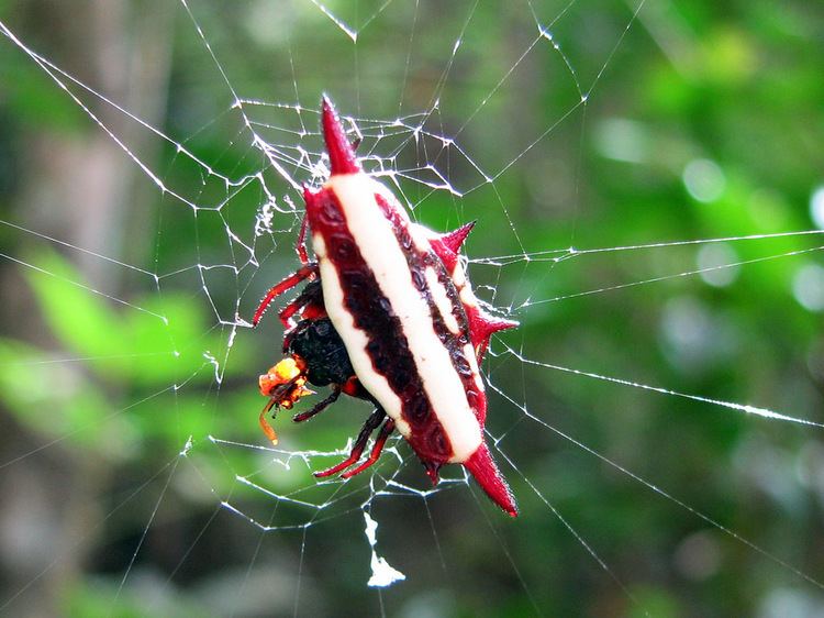 Austracantha Spiny Spider Austracantha minax Saddle Mountain Cairns Flickr