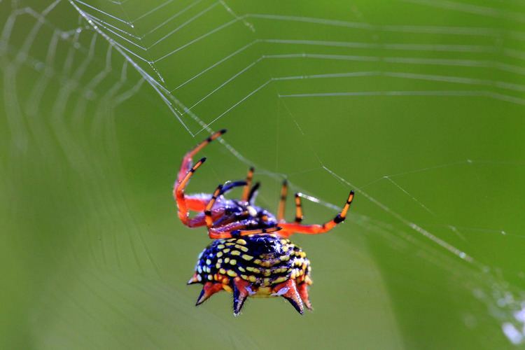 Austracantha Australian Jewel Spider Austracantha minax Also knows as Flickr