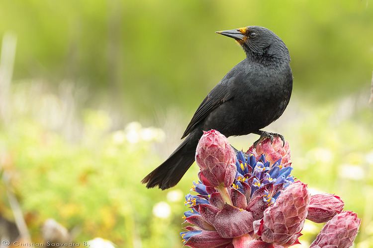 Austral blackbird Tordo Austral blackbird Curaeus curaeus Chile V Regi Flickr