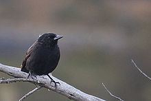 Austral blackbird httpsuploadwikimediaorgwikipediacommonsthu