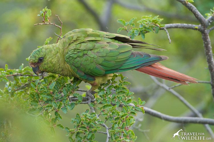 Austral parakeet SA Luxury Expeditions Reviews Patagonia Tours Travel For Wildlife