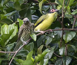 Australasian figbird httpsuploadwikimediaorgwikipediacommonsthu