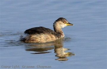 Australasian grebe Australasian Grebe Australian Birds photographs by Graeme Chapman