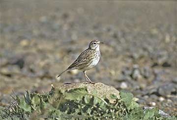 Australasian pipit Australasian Pipit Australian Birds photographs by Graeme Chapman