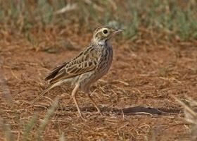 Australasian pipit Australasian Pipit BirdLife Australia