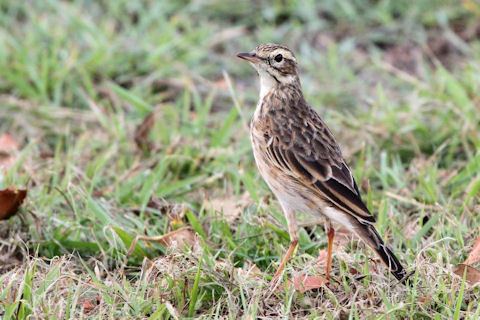 Australasian pipit Australasian Pipit Larry 23