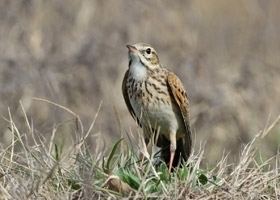 Australasian pipit Australasian Pipit BirdLife Australia