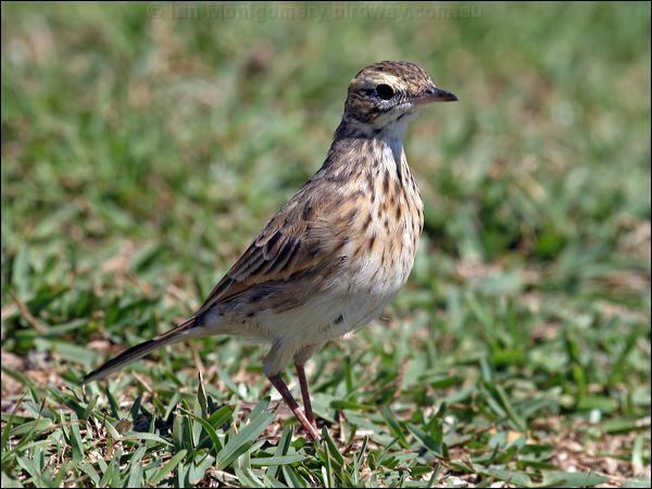 Australasian pipit Australian Pipit photo image 1 of 5 by Ian Montgomery at birdwaycomau