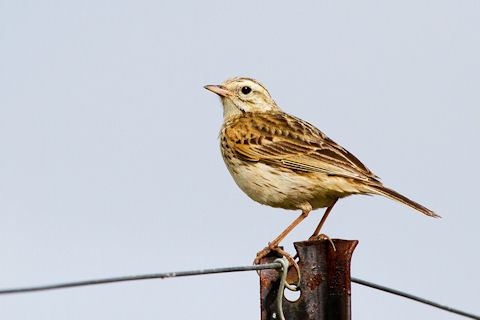 Australasian pipit wwwbushpeacombdphgeomiaustralasian20pipit