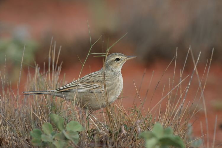 Australasian pipit Australasian Pipit BIRDS in BACKYARDS