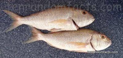 Australasian snapper Australasian Snapper Ten Random Facts