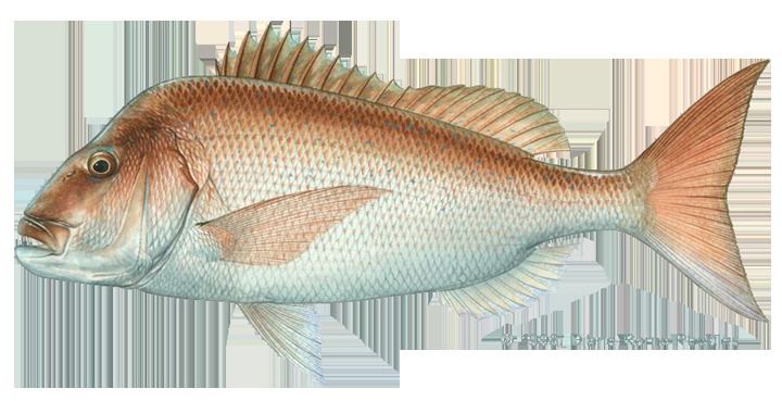 Australasian snapper IGFA World Record All Tackle Records Snapper squirefish