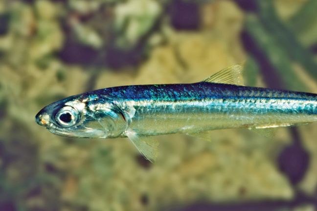 Australian anchovy fishesofaustralianetauimagesimageEngraulisau