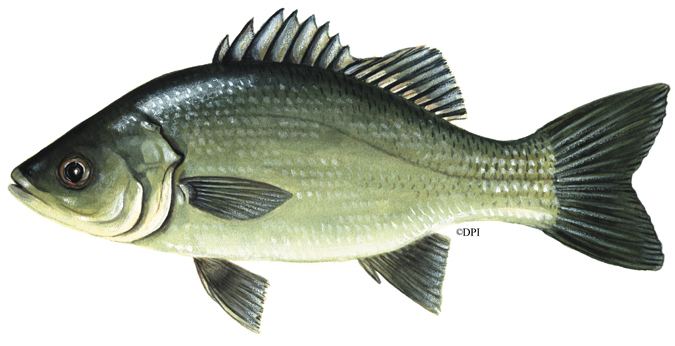 Australian bass Australian bass Fish Species Education Fisheries Agriculture
