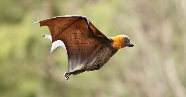 Australian bat lyssavirus Bat disease fatal to humans experts warn Australian Geographic