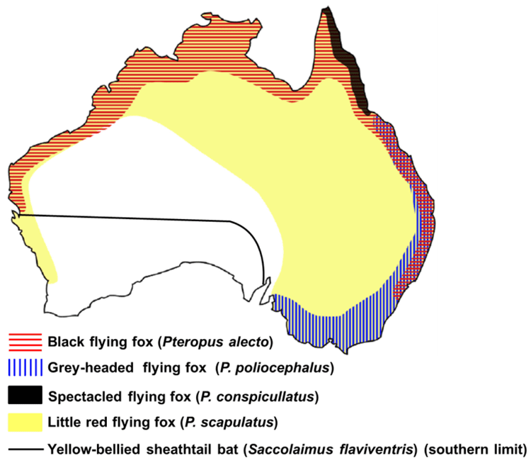 Australian bat lyssavirus Viruses Free FullText Recent Observations on Australian Bat