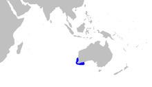 Australian blackspotted catshark httpsuploadwikimediaorgwikipediacommonsthu