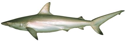 Australian blacktip shark httpsuploadwikimediaorgwikipediacommons11