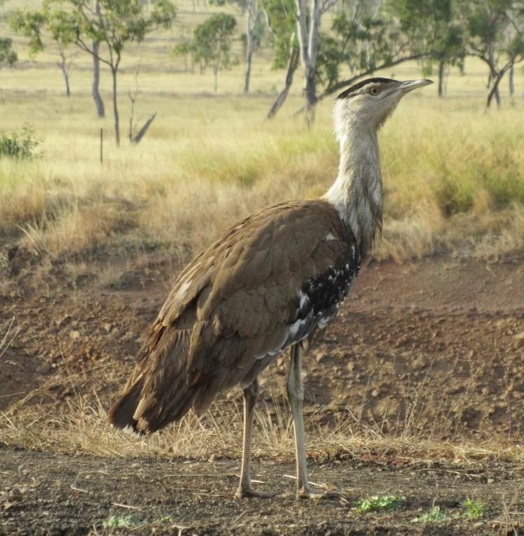 Australian bustard The Australian Bustard when being delicious is not a recipe for