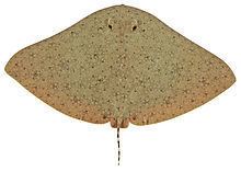 Australian butterfly ray httpsuploadwikimediaorgwikipediacommonsthu