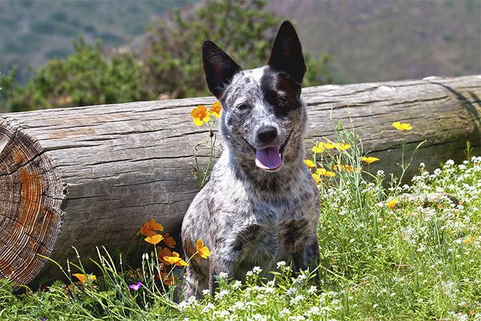 Australian Cattle Dog Australian Cattle Dog Breed Information Pictures Characteristics