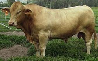 Australian Charbray Australian Charbray cattle Crossbred with the Brahman and the