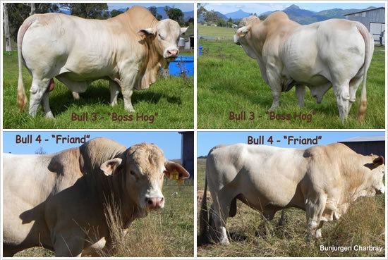 Australian Charbray History of the Charbray Cattle Breed