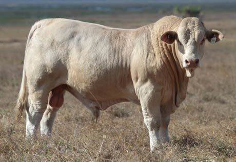 Australian Charbray 1000 images about Charbray on Pinterest Popular Cattle and Boss