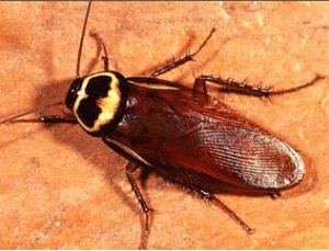 Australian cockroach httpswwwdoyourownpestcontrolcomimagesaustra