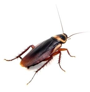 Australian cockroach Cockroaches Surekil Pest Control amp Termite Specialists