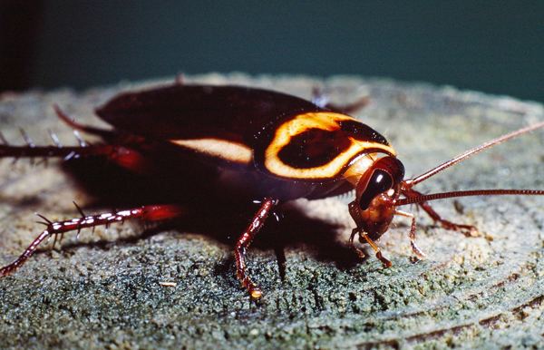 Australian cockroach Australian Cockroach Periplaneta australasiae