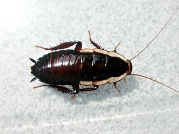 Australian cockroach Stewarts Pest Control Australian Cockroaches