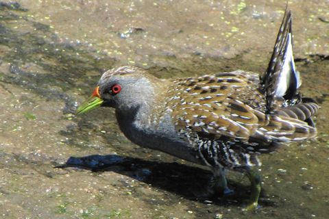 Australian crake Australian Spotted Crake Bushpea 424