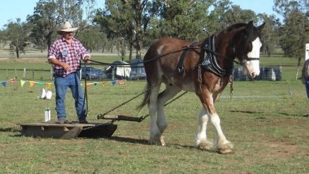 Australian Draught horse Australian Draught Horse Breed Information History Videos
