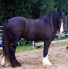 Australian Draught horse httpssmediacacheak0pinimgcom236x43857a