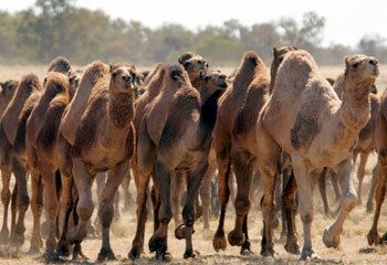 Australian feral camel World39s largest wild camel herd is down by a third in Australia