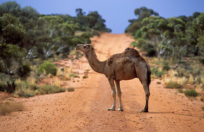 Australian feral camel wwwnmagovaudataassetsimage0020413156Fer